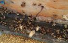 意蜂怎样养殖和繁殖？