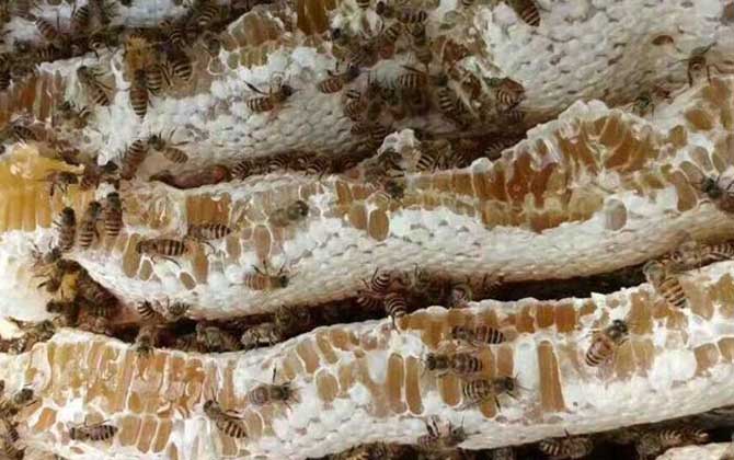 野生蜂蜜有没有毒？