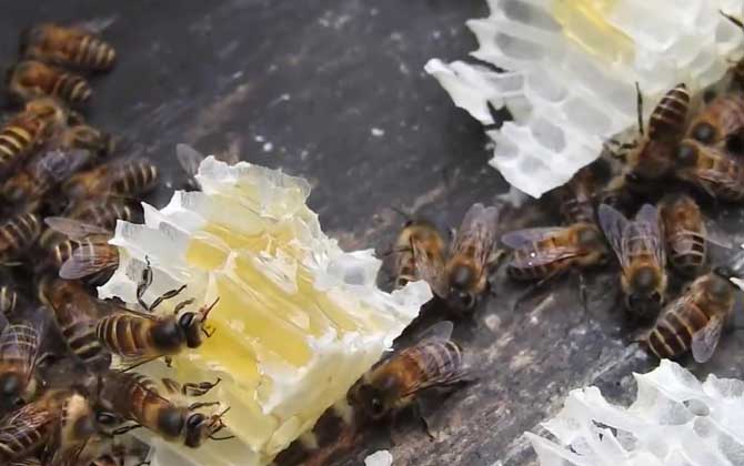 爱游戏体育制造蜂蜡的是哪种蜜蜂？(图2)