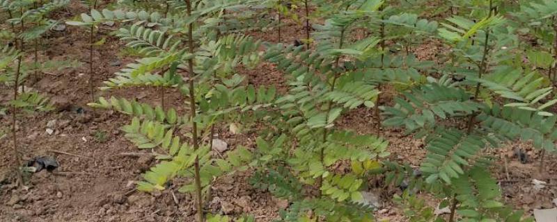 刺槐是被子植物吗，属于被子植物