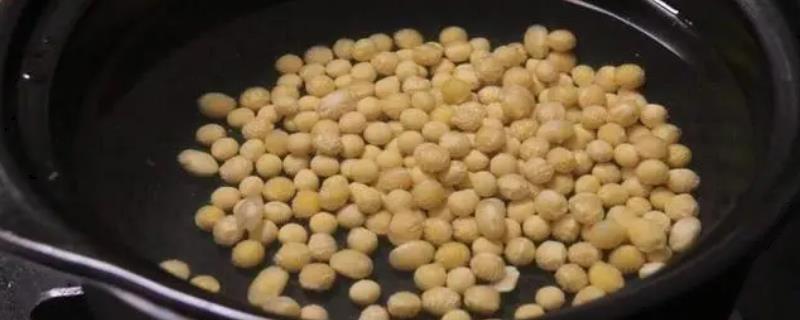 金枝玉叶的自制肥料，可以用黄豆和黄豆水做肥料