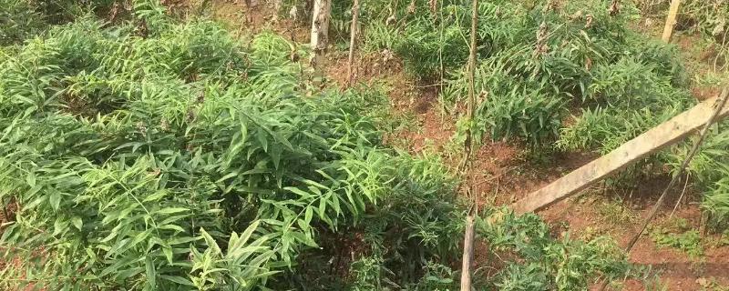 怎么种植老虎姜，生长期间每隔2个月要除1次草