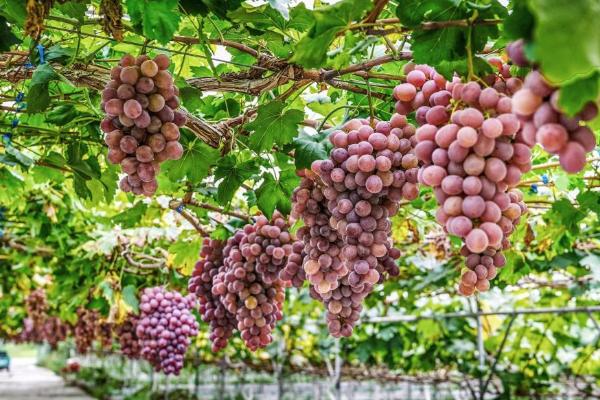 葡萄花穗弱怎样补救，需稳定温度、科学施肥等