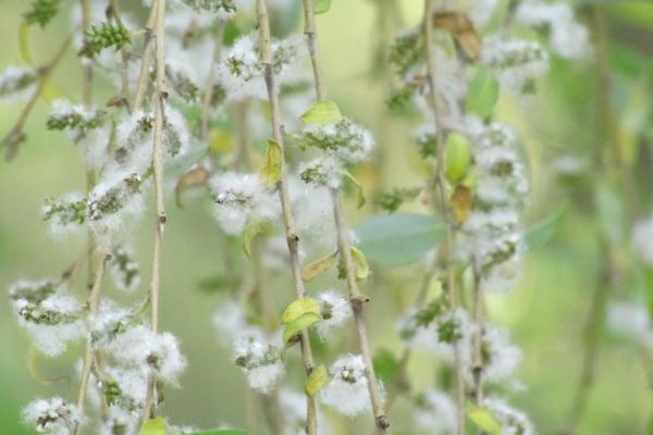 杨花什么季节开，通常4-5月开花