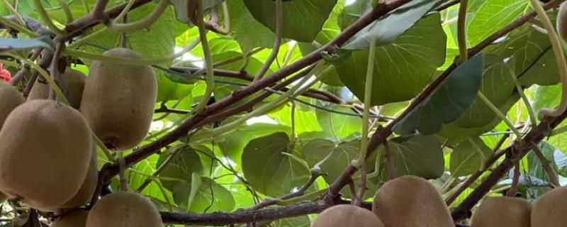 猕猴桃的正确扦插方法，可在6-9月之间进行扦插繁殖
