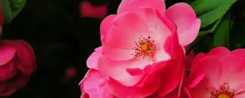 蔷薇花带根移栽能不能成活，一般可以存活、4月份移栽更合适