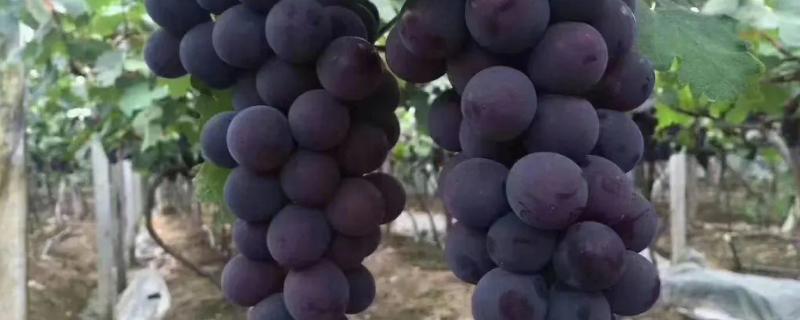 巨峰葡萄坐果新技术，在开花前要少施氮肥