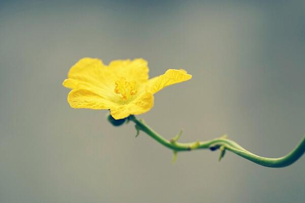 夜间开放的花卉，常见的有昙花、夜来香、月光花等