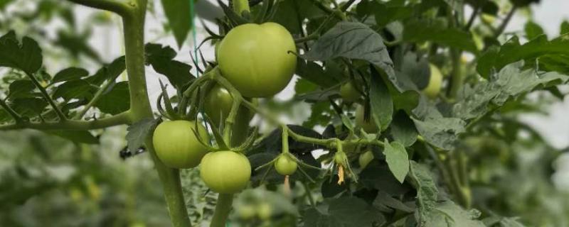 番茄怎样种植，需要为植株提供适量的水分