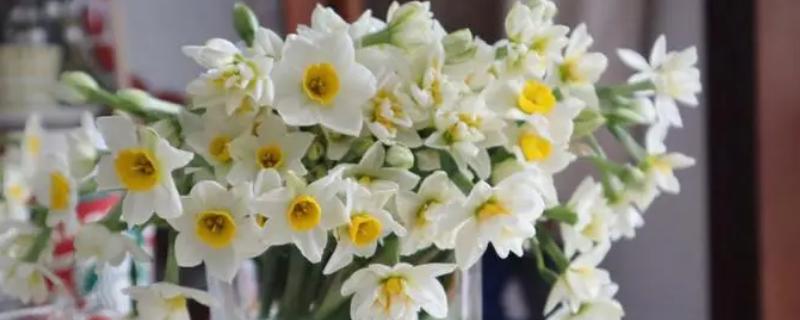 水仙花的外形特征介绍，花朵为圆筒形花色为白色
