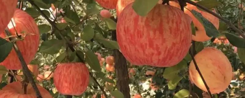 沂源红苹果介绍，是沂源地区的一种优质苹果