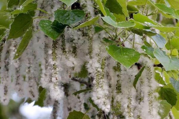 杨花什么时候开，4-5月开花