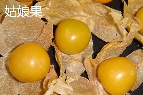 野生灯笼果能吃吗，灯笼果无毒可以当做水果食用