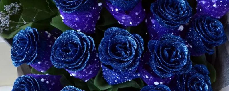 蓝色妖姬一般送多少朵，以2、3、7、9、11、21、40朵为佳