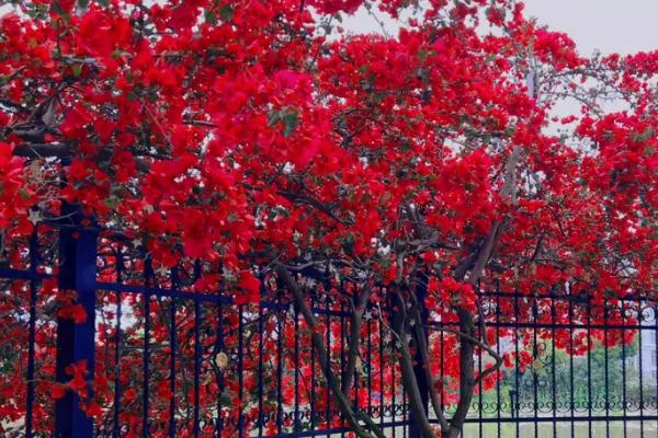 三角梅一年四季都开花吗，一年四季都会开花