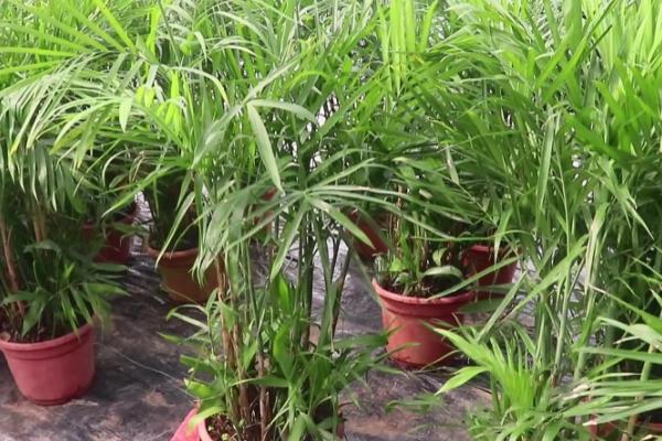棕竹的养殖方法，适合生长在较为湿润的环境中