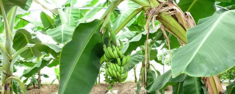 种香蕉要不要割除老叶，需要割除老叶、以减少营养消耗