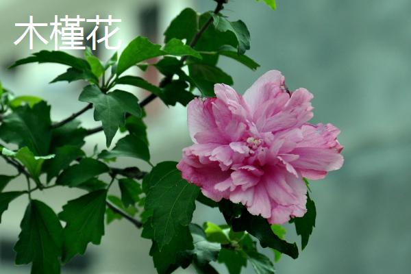 木槿花和扶桑花的区别，花期、花型和叶片均不同