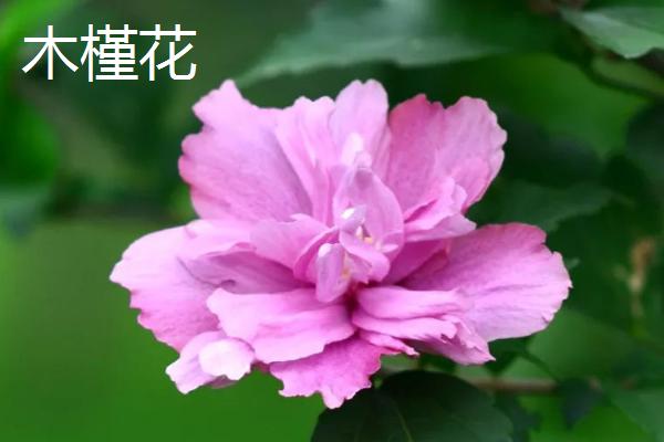 木槿花和扶桑花的区别，花期、花型和叶片均不同