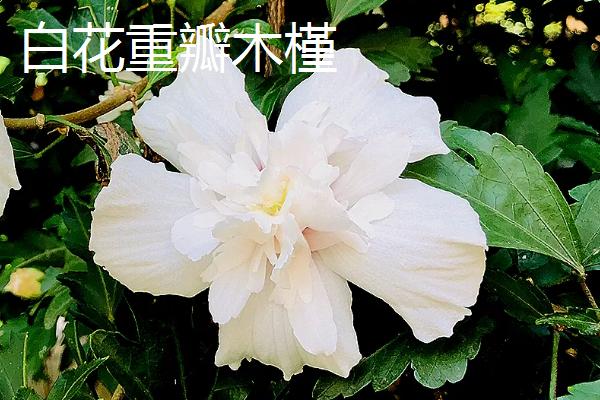 木槿花和扶桑花的区别，花期、花型和叶片均不同