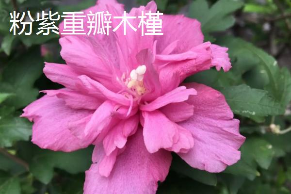 木槿花和扶桑花的区别，花期、花型和叶片均不同