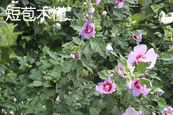 木槿花和扶桑花的区别，花期、花型和叶片均不同