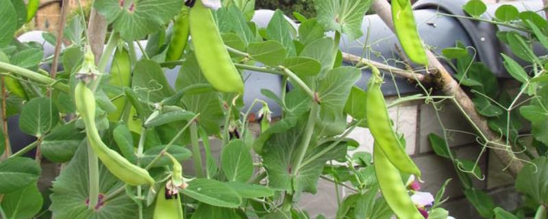 荷兰豆的生长期，生长期与品种有关