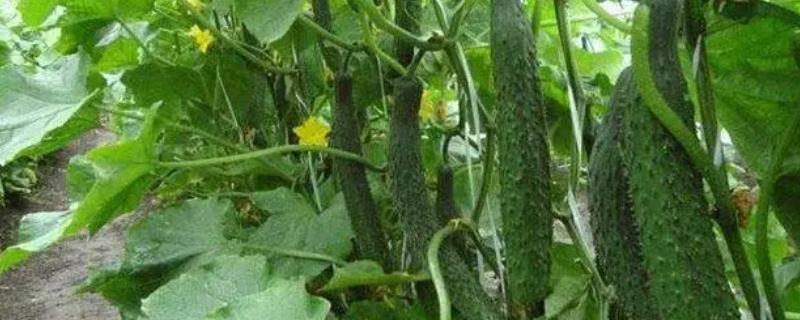 黄瓜一年可以种几次，一年能种植3次