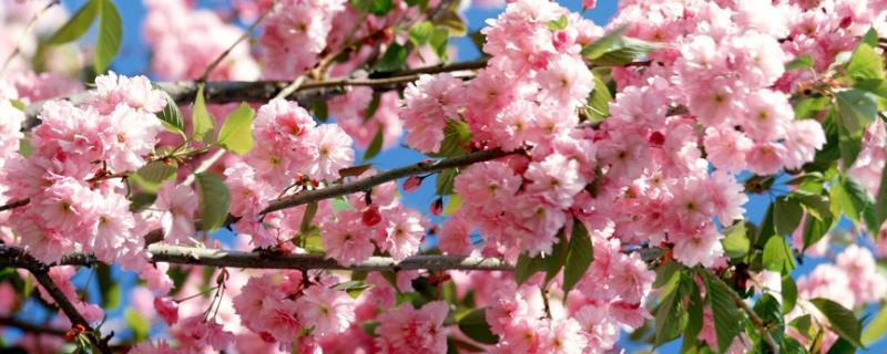 樱花海棠桃花的区别，花序、花型和花期均不同