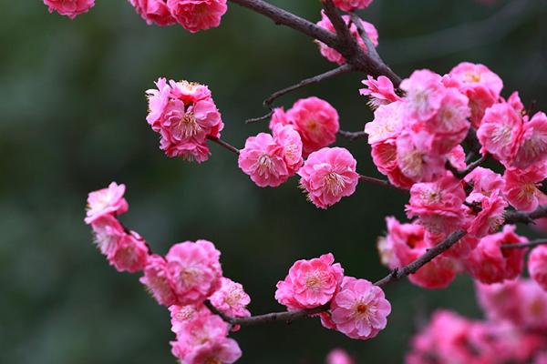 梅花的开花时间，花期为2-3月份