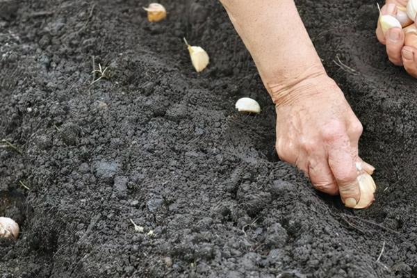 8月份可以种大蒜吗，8月份种植大蒜有可能会导致冬季受冻