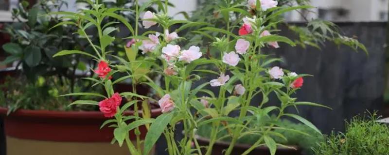 七彩凤仙花的种植方法，生长适温20-30℃
