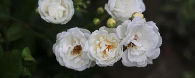 白色蔷薇花的花语，寓意爱的思念、纯洁美好等