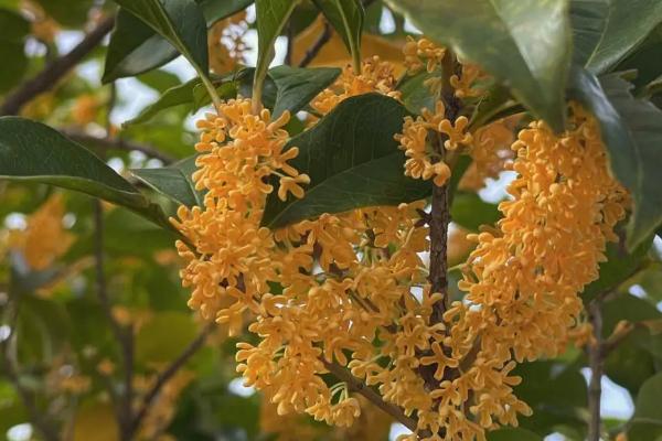 秋季有哪些花，常见的有菊花、桂花、荷花等