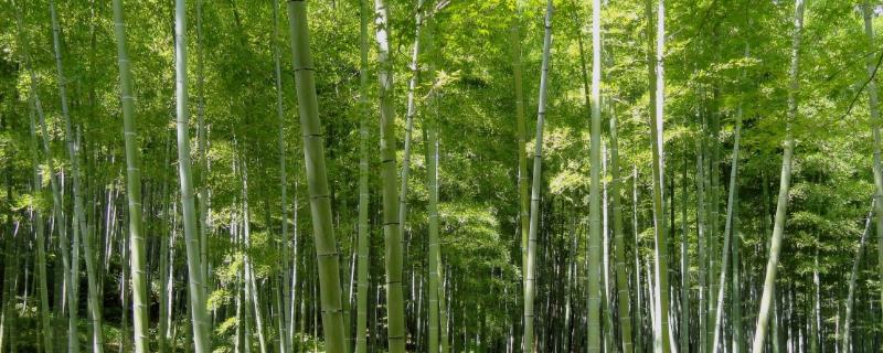 竹子是被子还是裸子植物，是被子植物