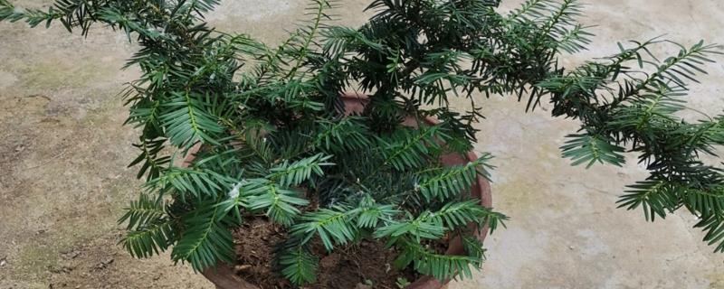 盆栽红豆杉的养殖方法，可以根据季节决定浇水次数