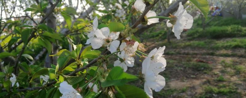樱桃先长叶子后开花的原因，花芽未发、温度不适、养分不足等均有可能