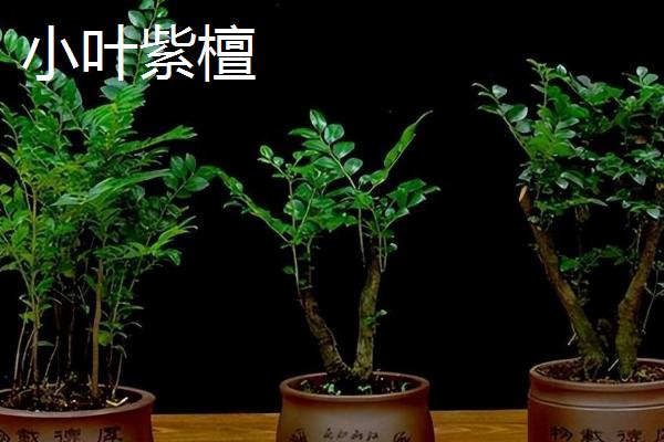 黑骨茶与小叶紫檀的区别，枝干、叶片和纹理均不同