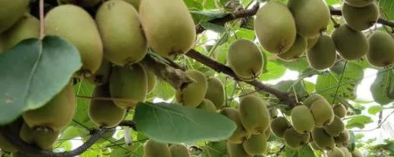 长毛的水果品种，常见的有猕猴桃、桃子、红毛丹等
