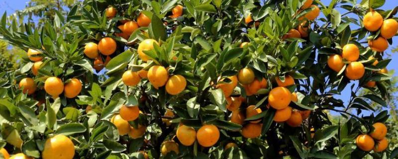 橘子怎么种植，种植前需将植株根部放入多菌灵溶液中浸泡半小时