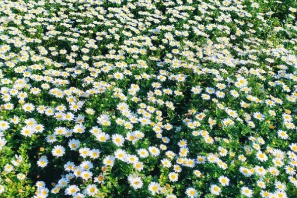 像菊花一样的花叫什么，可能是雏菊、小黄菊或大丽花