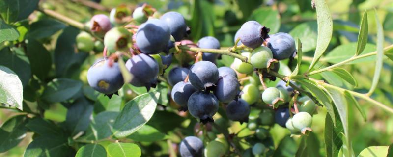 蓝莓L是什么品种，是南高丛蓝莓品种