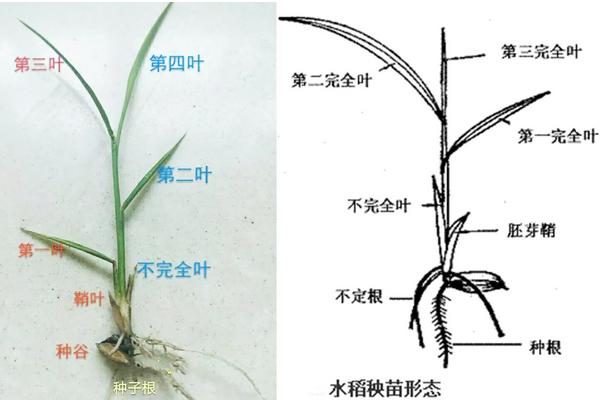 水稻心叶卷成筒状的原因，可能是萘乙酸危害、除草剂影响等