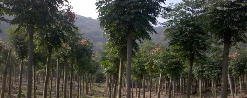 栾树如何栽培，长到15厘米左右进行移栽补栽