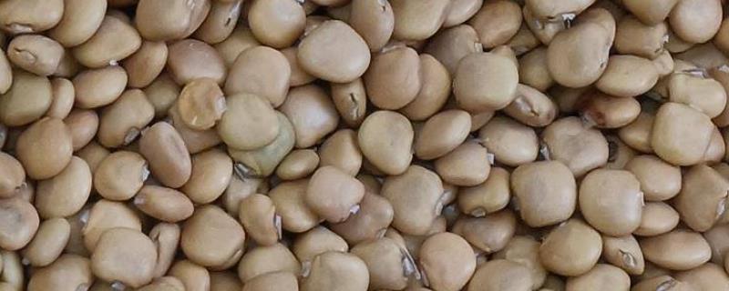 凉薯种子怎么催芽，应选老熟且颗粒饱满的种子