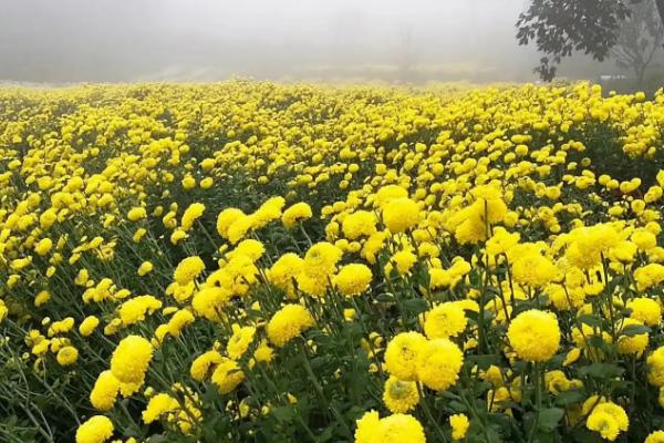 菊花怎么水养，要经常换水保持水质清洁