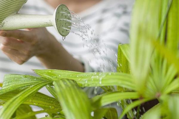 生根粉和多菌灵能一起灌根吗，可以但只适用于刚刚移栽的植物