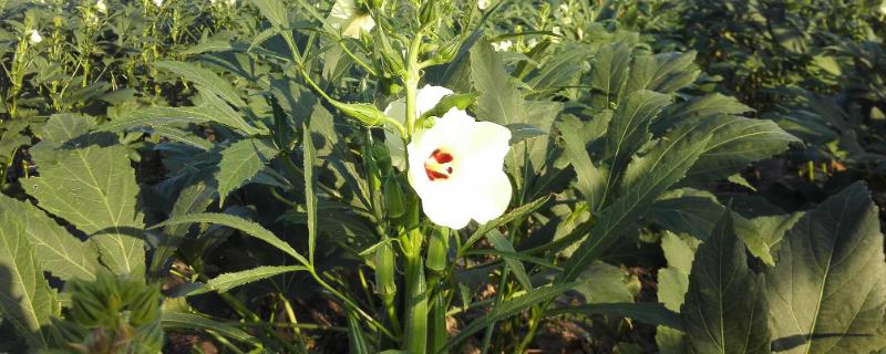 秋葵的种植方法，采取浸泡催芽的方法提高发芽率