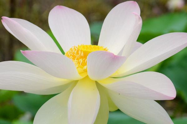 荷花的开花时间，花期在6月到9月