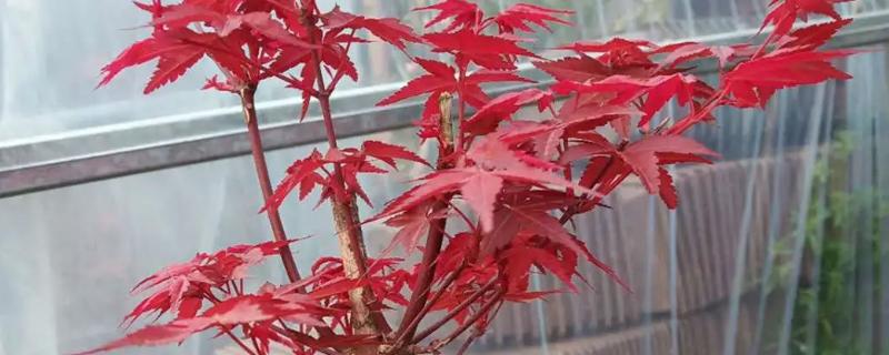 日本红枫盆栽的养护秘决，建议放在室外有太阳的地方养